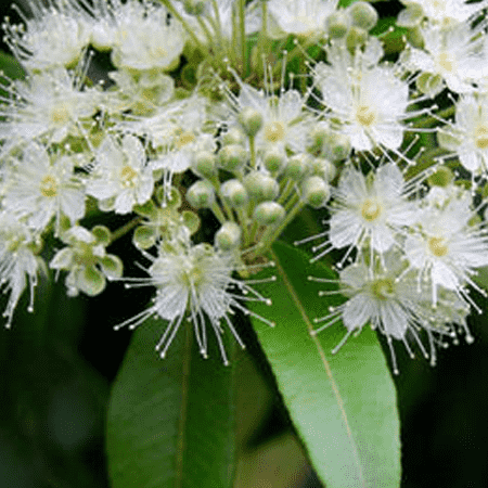 Eucalyptus Hydrosol Floral Waters