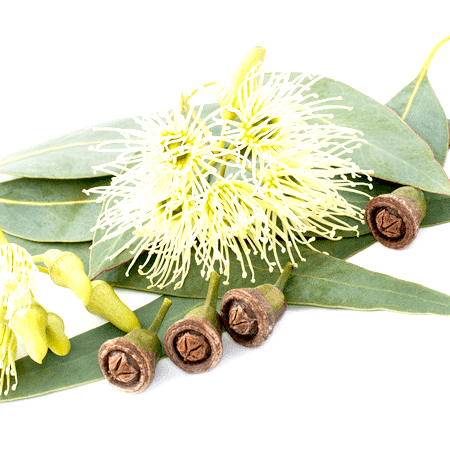 Eucalyptus Lemon Essential Oil Brazil