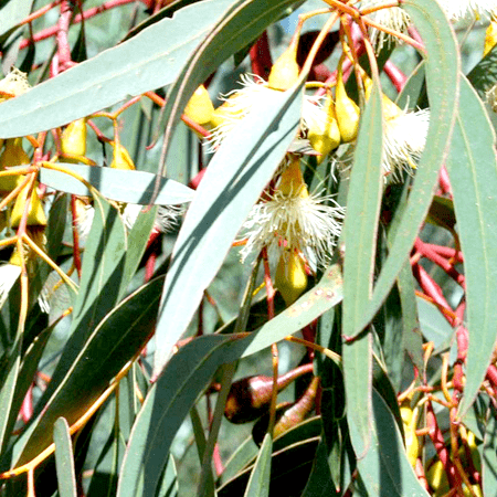 Eucalyptus Lemon Essential Oil China