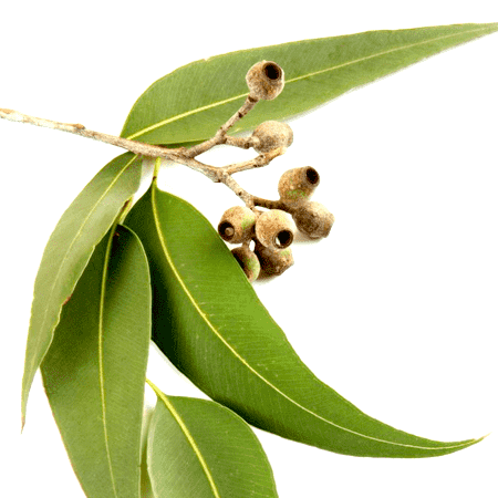 Eucalyptus Organic Essential Oil Blue Mallee