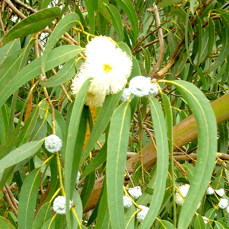 Eucalyptus Essential Oil Globulus