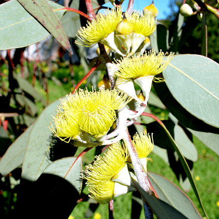 Eucalyptus Organic Essential Oil Lemon