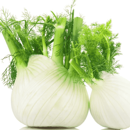 Fennel 