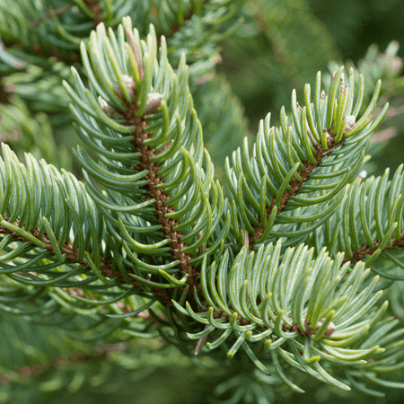 Fir Balsam Himalayan Essential Oil