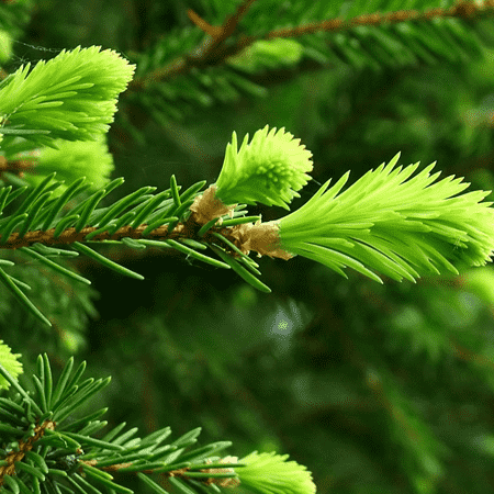 Fir Needle Siberian Essential Oil