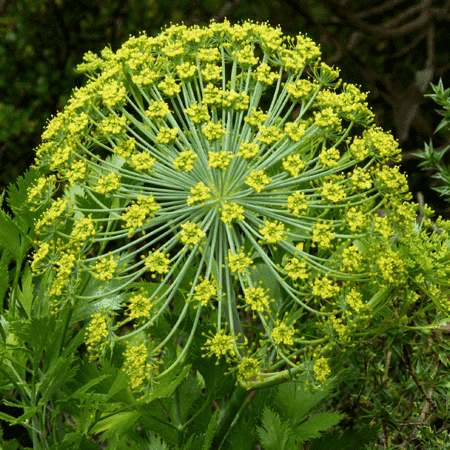 Galbanum Essential Oil