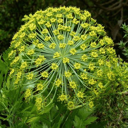 Galbanum Therepeutic Grade Oil