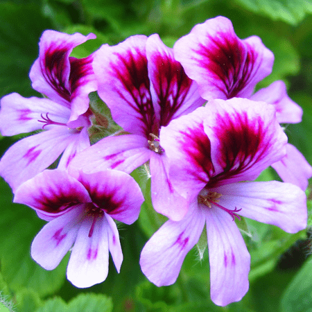 Geranium Essential Oil Moroccan