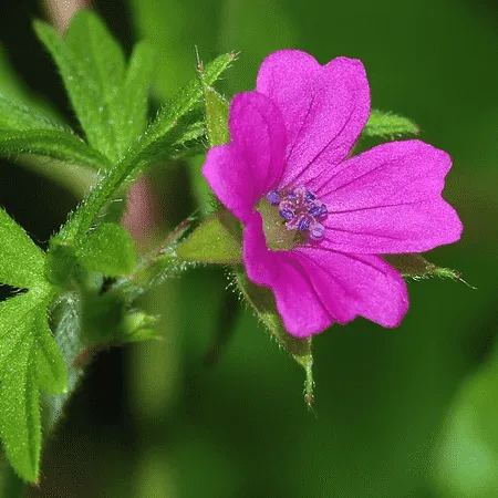 Geranium oil (Egypt) - Certified Organic 