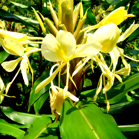 Hedychium Essential Oil