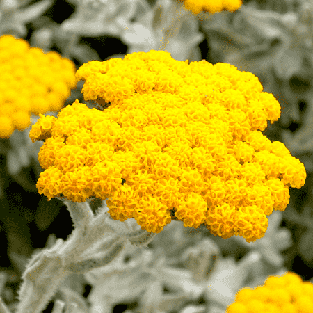 Helichrysum Essential Oil Africa