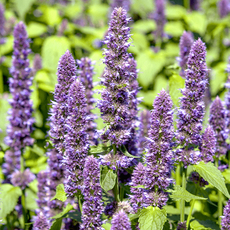 Hyssop Essential Oil