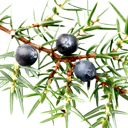 Juniper Berry Essential Oil Slovenia