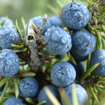 Juniperberry Floral Water