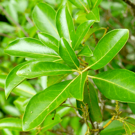 Laurel Leaf Essential Oil