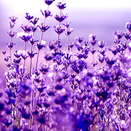 Lavandin Essential Oil Abrialis