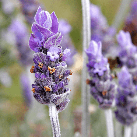 Lavender (true) French oil - Certified Organic 