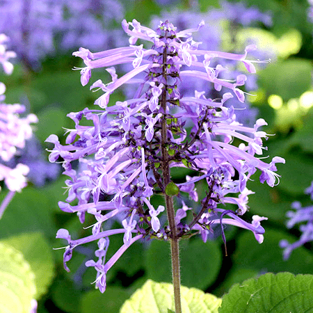 Lavender Essential Oil South African Cape Lavender