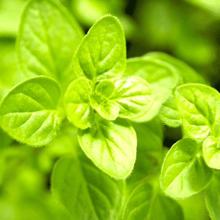 Marjoram Essential Oil Sweet