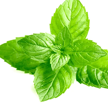Mint Oil 