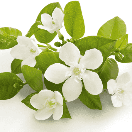 Neroli Natural Blend Essential Oil