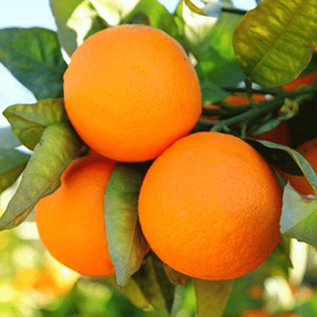 Orange Sweet oil - Certified Organic