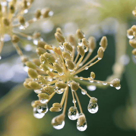 Parsley Floral Water