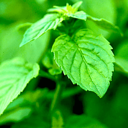 Peppermint Essential Oil Japanese