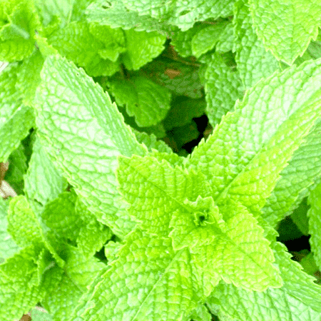 Peppermint Supreme Natural Essential Oil