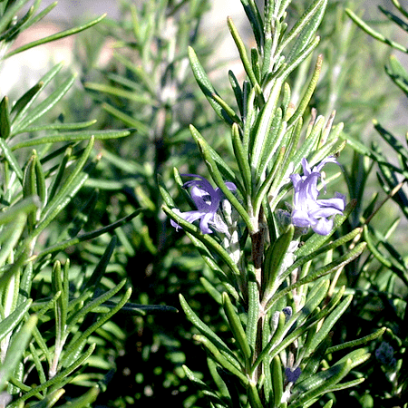 Rosemary Natural Essential Oils Spanish