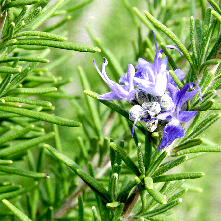 Rosemary Organic Essential Oil