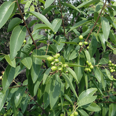 SANDALWOOD (East Indian) Pure Floral Waters