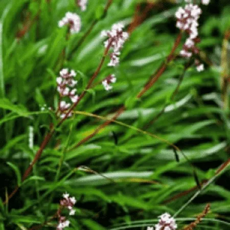 Spikenard Pure Floral Waters
