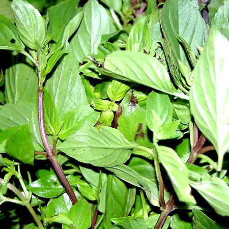 Sweet basil Oil 