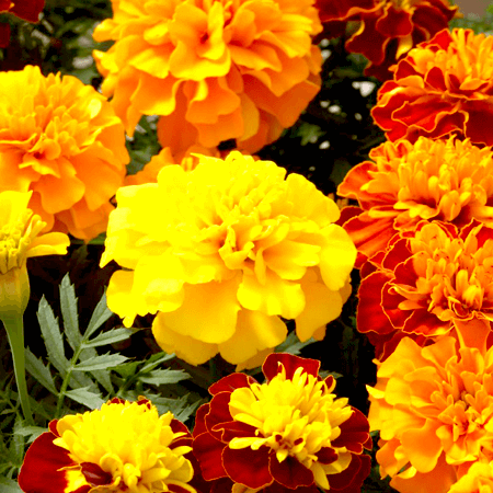 Tagetes Essential Oil Egyptian