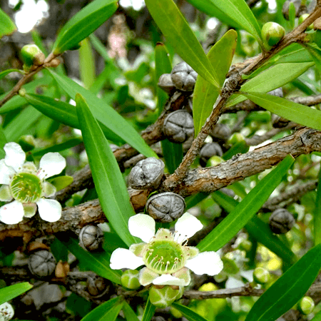 Tea Tree Lemon Essential Oil