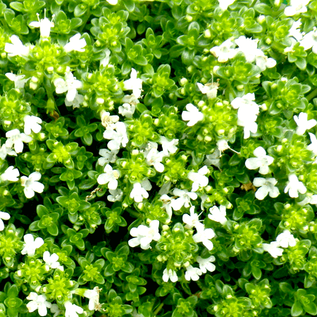 Thyme Essential Oil White