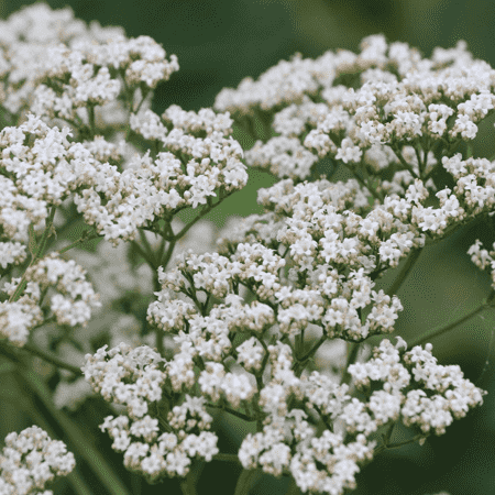 Valerian 