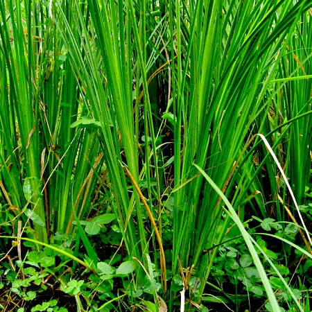 Vetiver Essential Oil