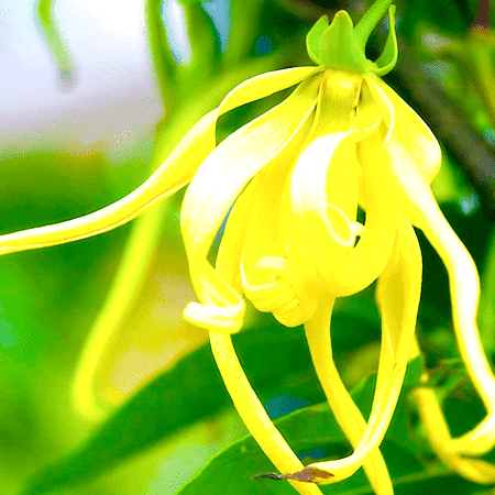 Ylang Ylang Essential Oil one