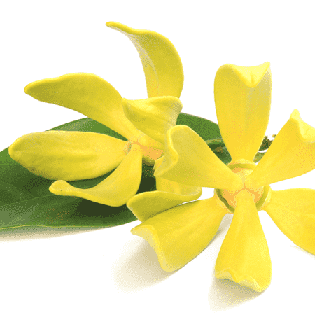 Ylang Ylang Essential Oil Madagascar