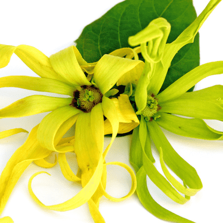 Ylang Ylang oil - 1st Grade - Certified Organic