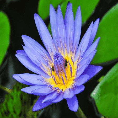 Blue Lotus Attar 