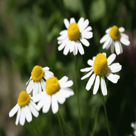 Chamomile German 