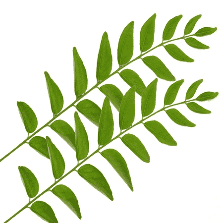 Curry Leaf Oil 