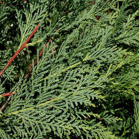 Cypress Leaf 