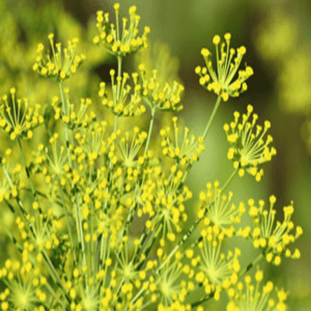 Fennel, Sweet 