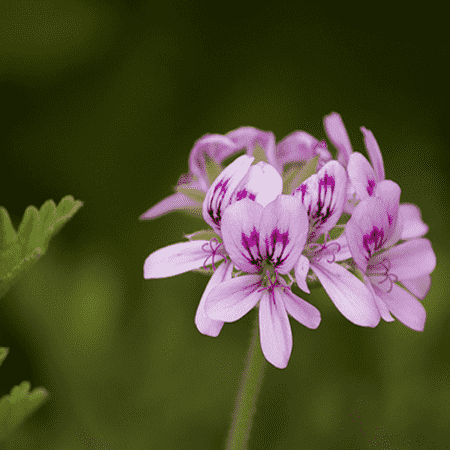 Geranium, Bourbon 