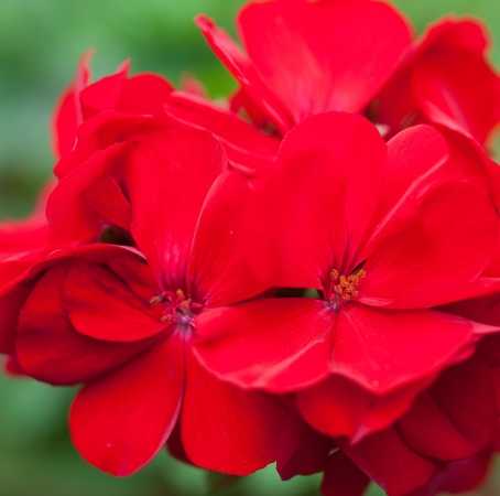 Rose Geranium South African Essential Oil