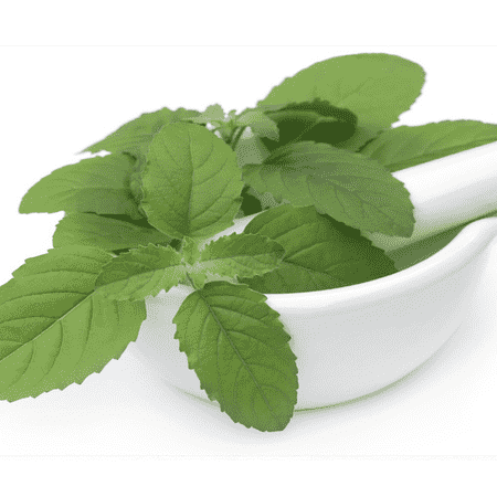 Indian Basil Peppermint Essential Oils